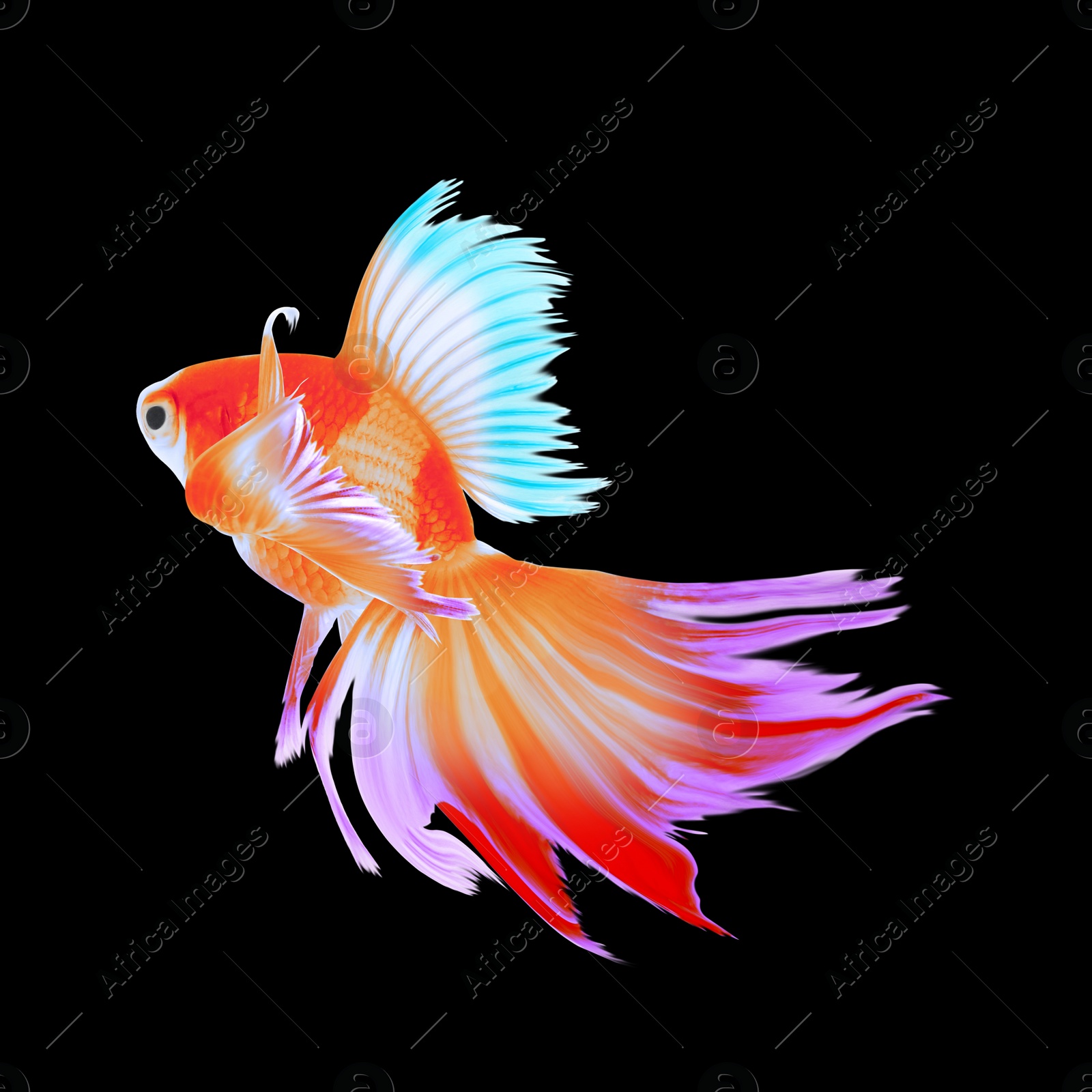 Image of Beautiful colorful betta fish on black background 