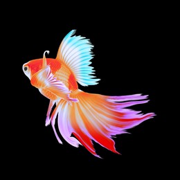 Image of Beautiful colorful betta fish on black background 