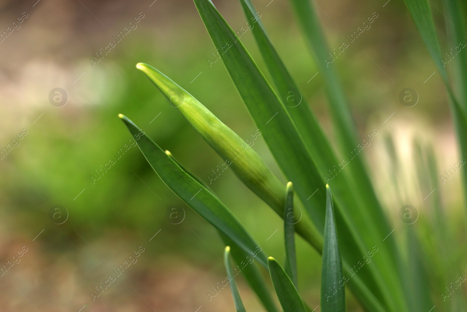 Photo of Daffodil plants growing in garden, closeup. Spring flowers