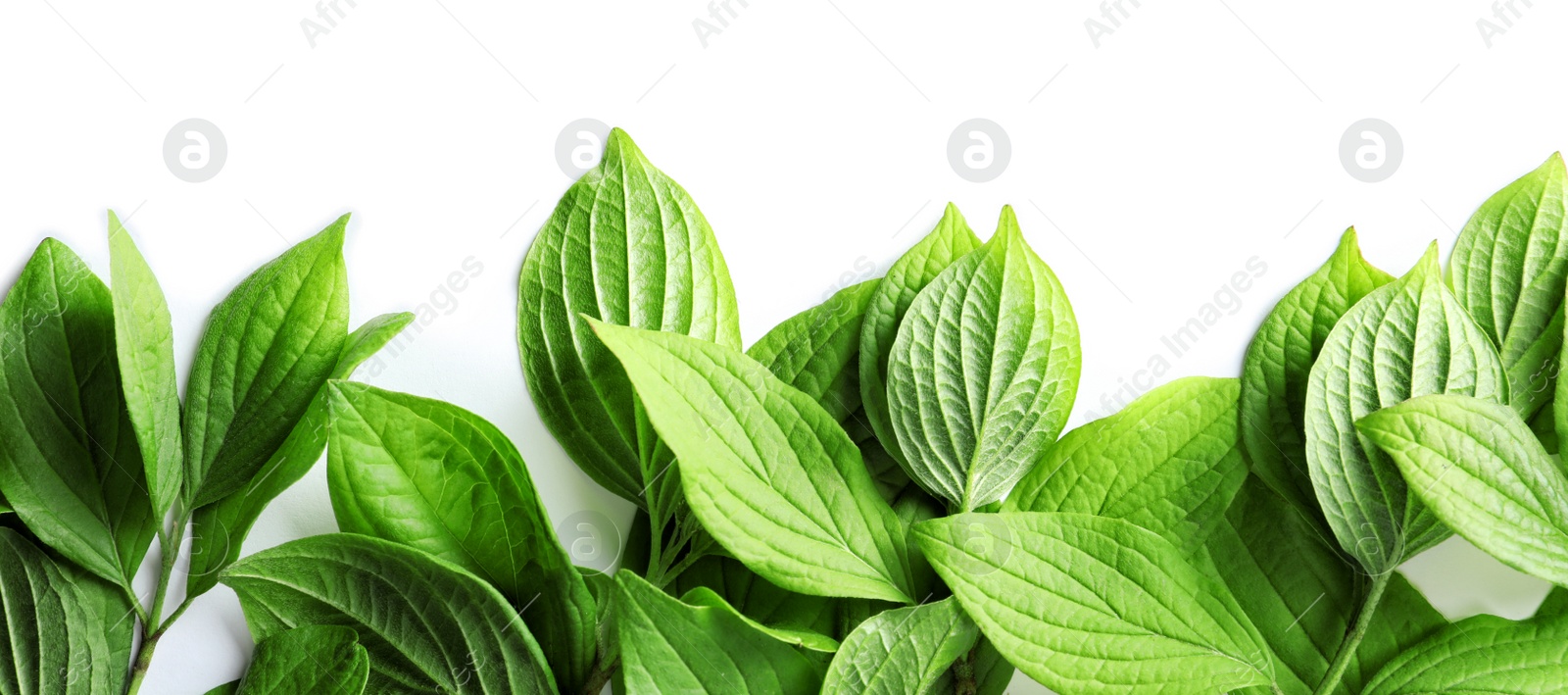 Photo of Beautiful spring green leaves on white background