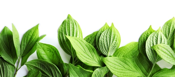 Photo of Beautiful spring green leaves on white background