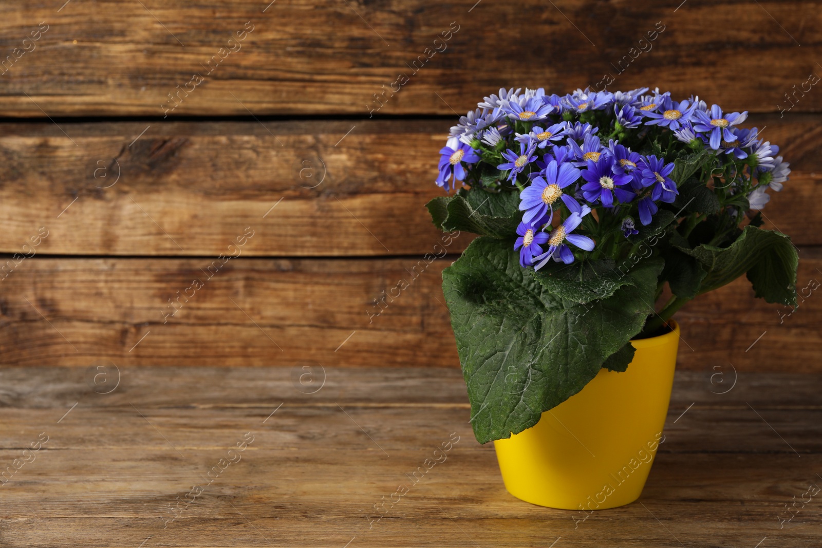 Photo of Beautiful purple cineraria plant in flower pot on wooden table. Space for text