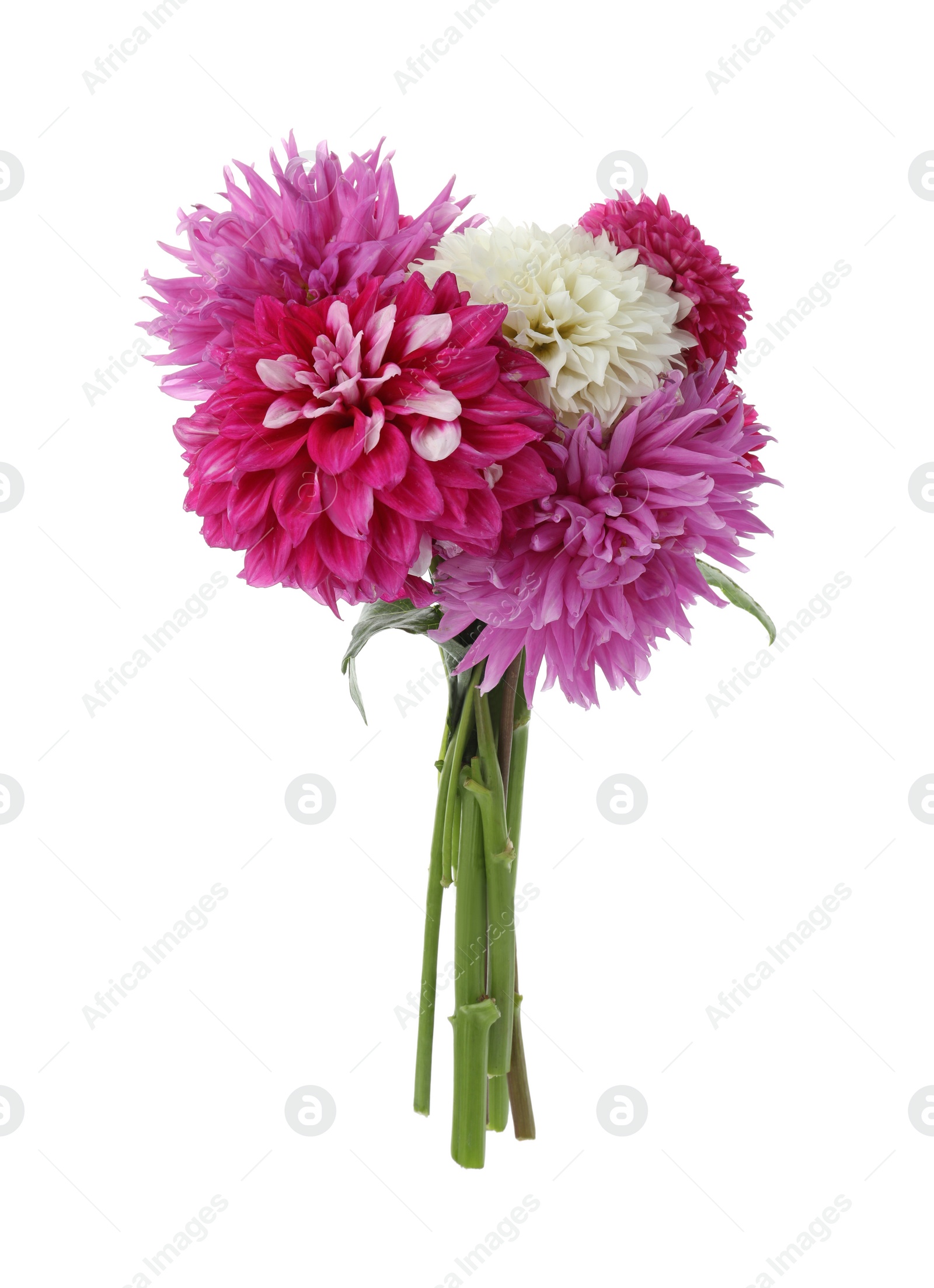 Photo of Beautiful blooming dahlia flowers on white background