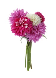 Beautiful blooming dahlia flowers on white background