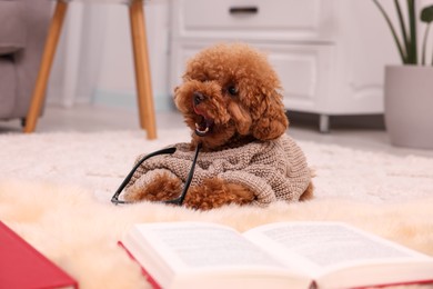 Photo of Cute Maltipoo dog in knitted sweater and glasses at home. Lovely pet