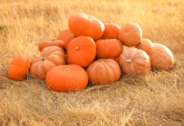 Photo of Ripe orange pumpkins among dry grass in field