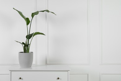 Photo of Potted strelitzia on chest of drawers near white wall, space for text. Beautiful houseplant
