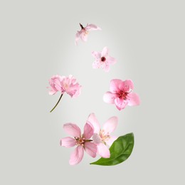 Image of Beautiful pink sakura tree flowers flying on light background