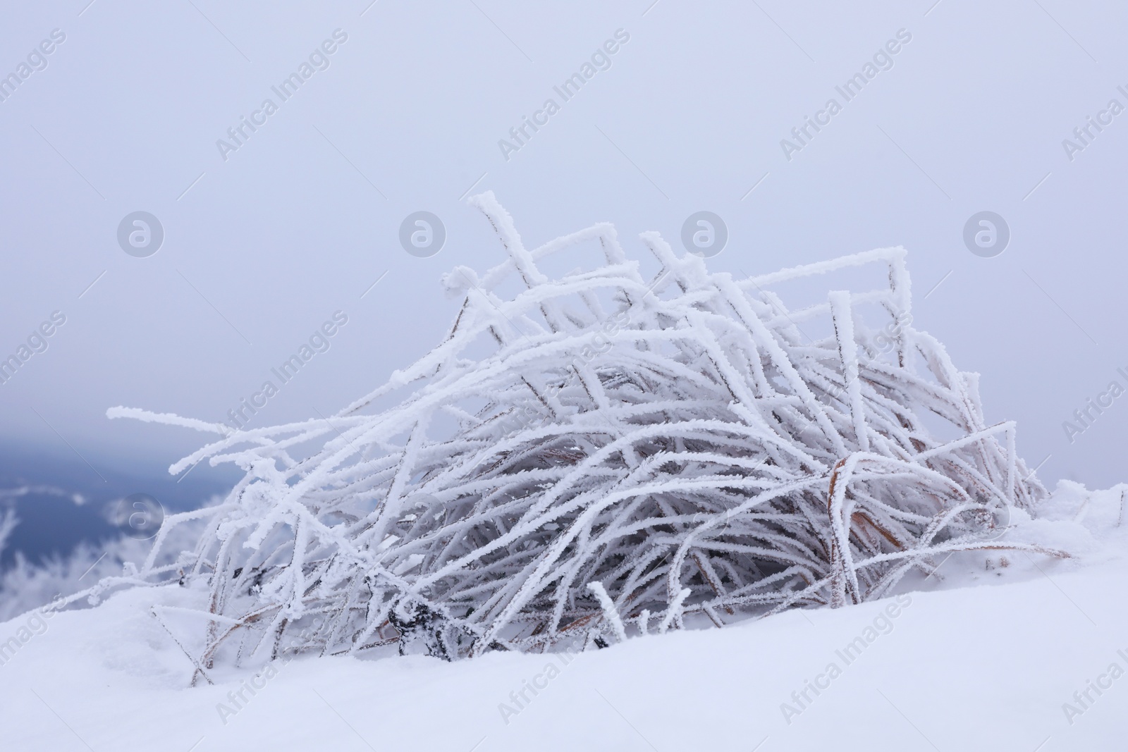 Photo of View of bush covered with snow outdoors on winter day