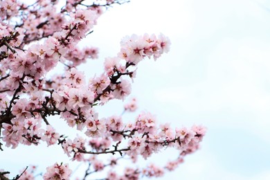 Photo of Delicate spring pink cherry blossoms on tree outdoors