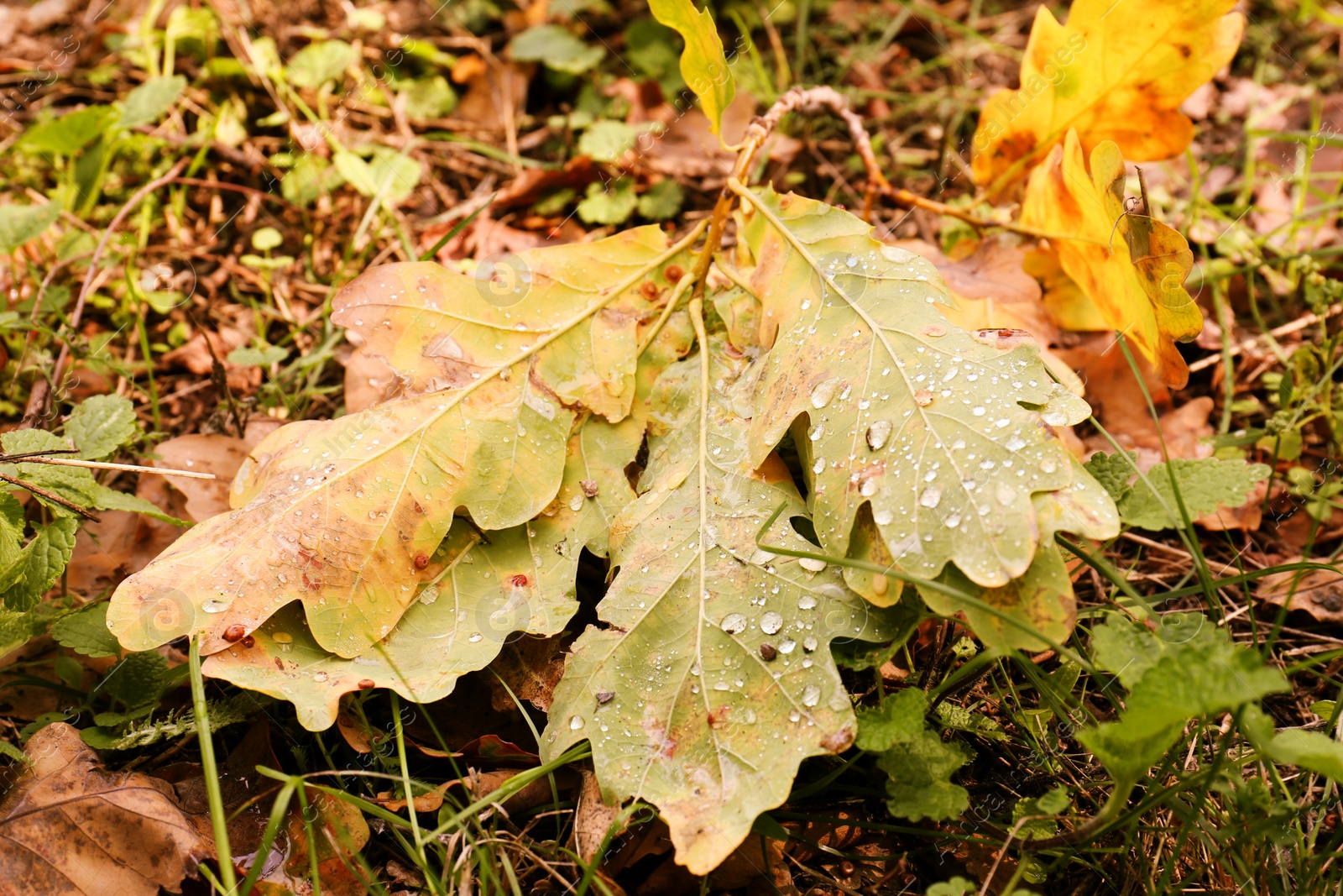 Photo of Fallen leaves after rain in autumn, closeup