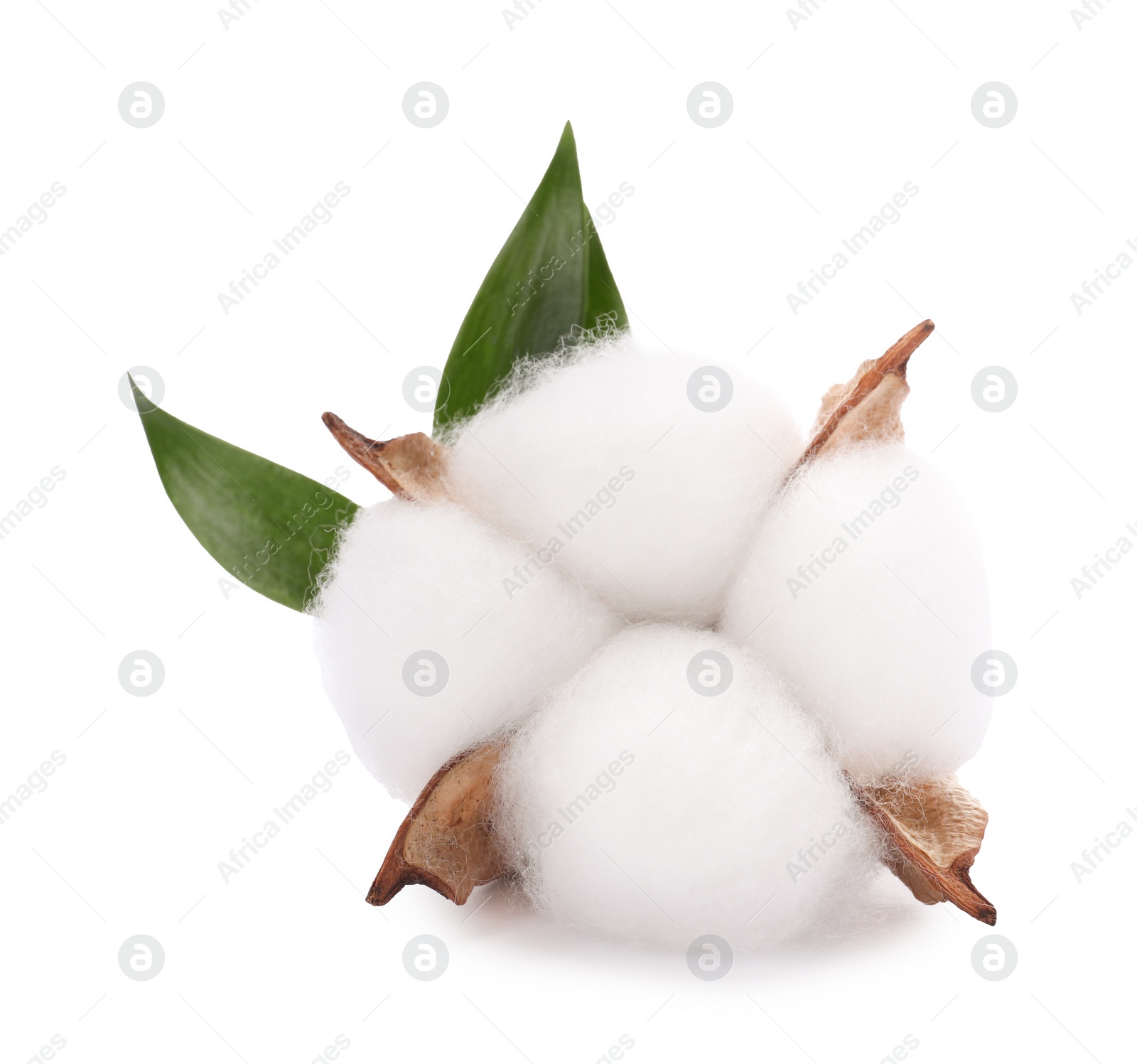 Photo of Beautiful fluffy cotton flower isolated on white