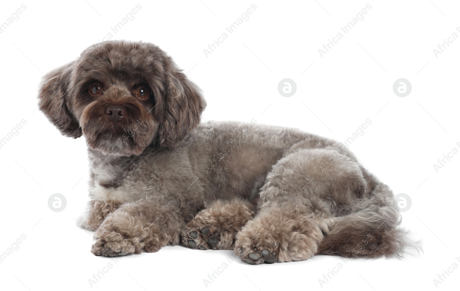 Photo of Cute Maltipoo dog on white background. Lovely pet