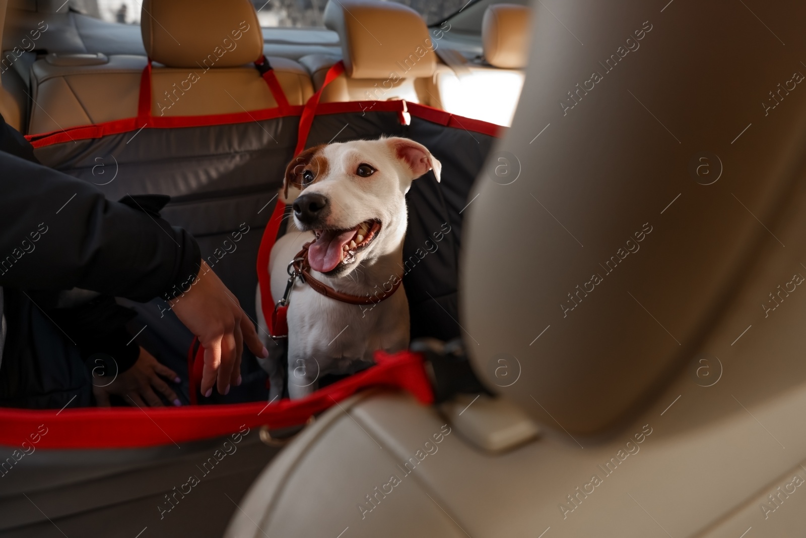 Photo of Woman fastening her cute Jack Russel Terrier dog with safety belt in bag carrier inside car. Pet accessory