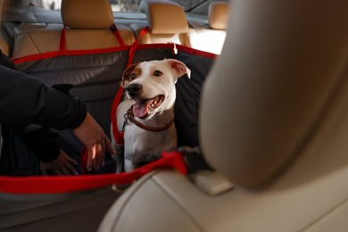 Woman fastening her cute Jack Russel Terrier dog with safety belt in bag carrier inside car. Pet accessory