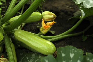 Photo of Blooming green plant with unripe zucchini in garden