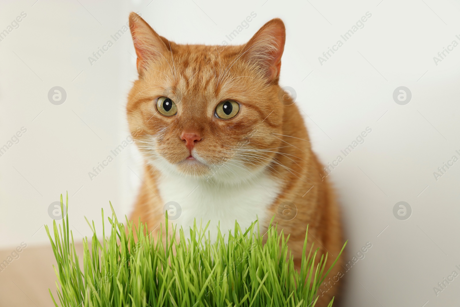 Photo of Cute ginger cat near potted green grass indoors