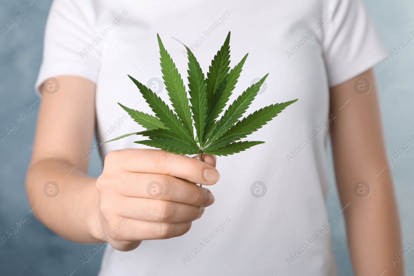 Photo of Woman holding lush green hemp leaves, closeup