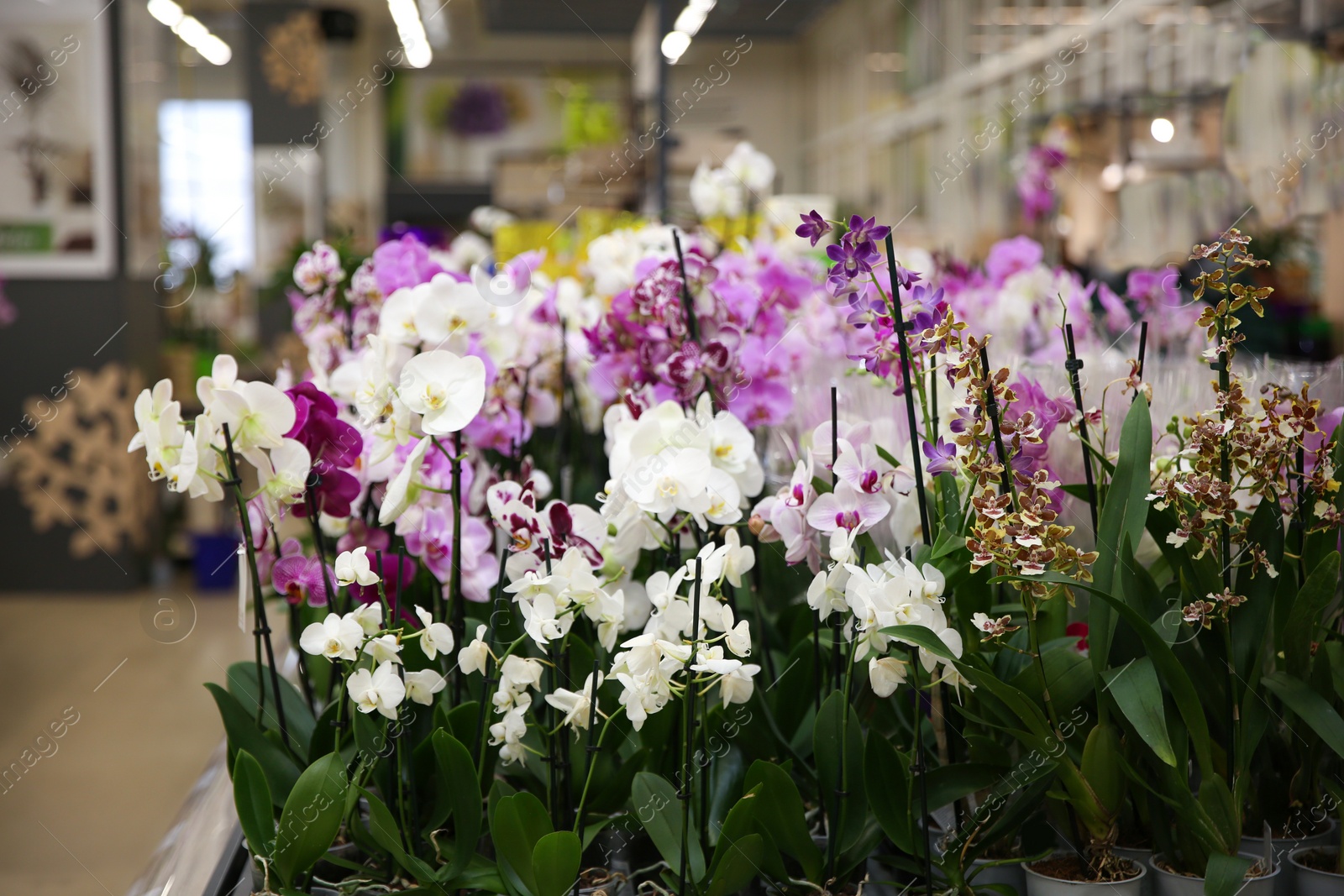 Photo of Assortment of beautiful orchid flowers at floral shop