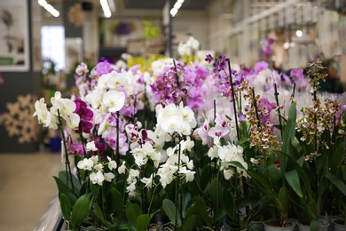 Assortment of beautiful orchid flowers at floral shop