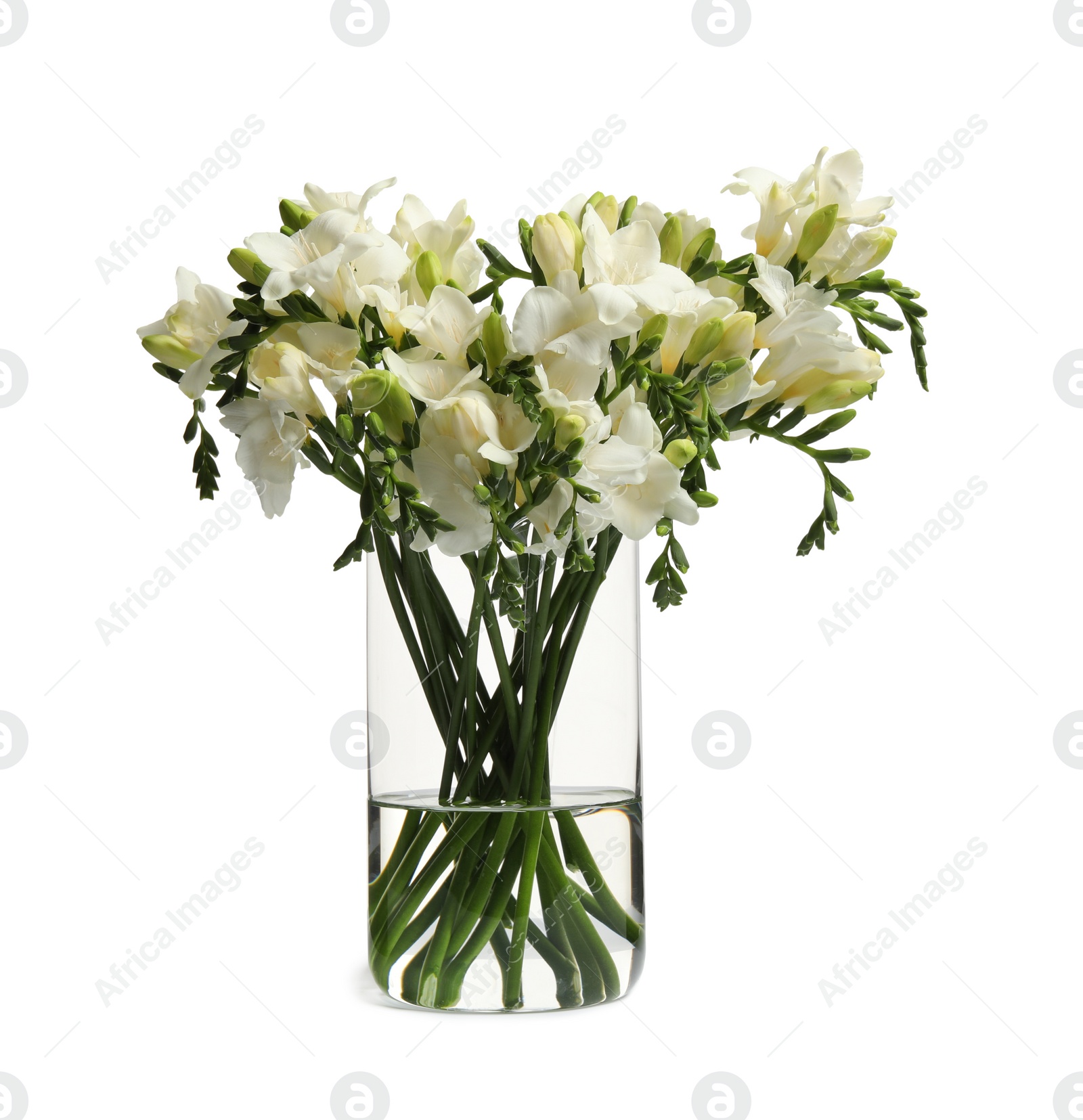 Photo of Beautiful tender freesia flowers on white background