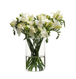 Photo of Beautiful tender freesia flowers on white background