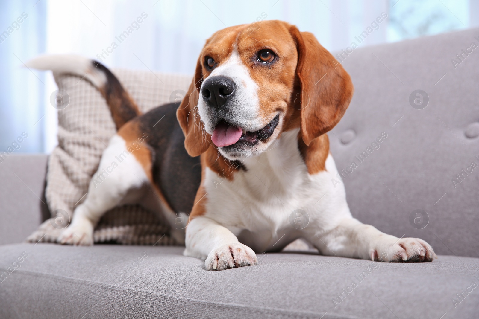 Photo of Beautiful beagle dog on sofa indoors. Adorable pet