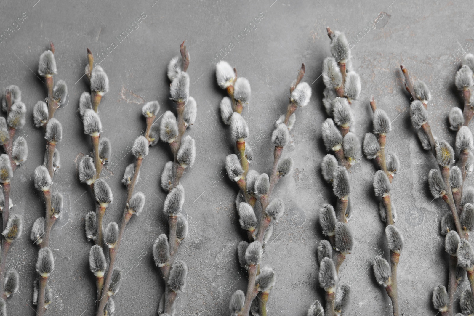 Photo of Beautiful pussy willow branches on grey background, flat lay