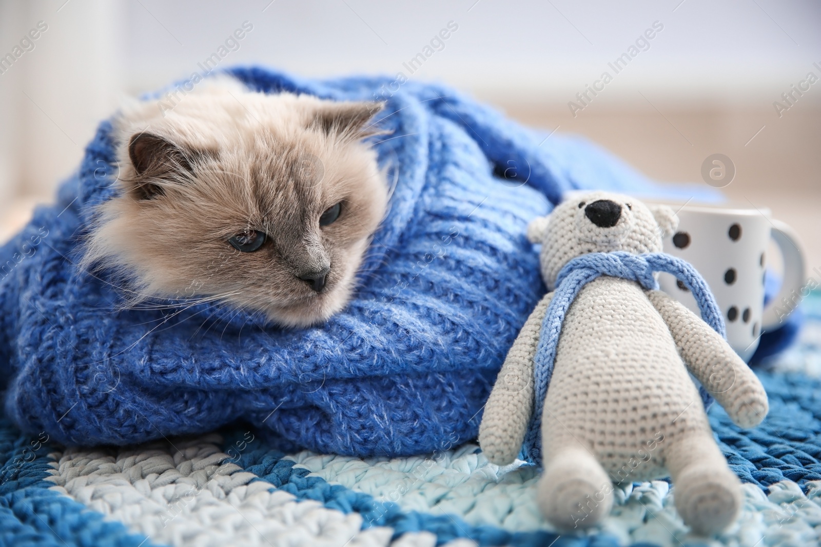 Photo of Cute cat in knitted sweater with toy lying on floor at home. Warm and cozy winter