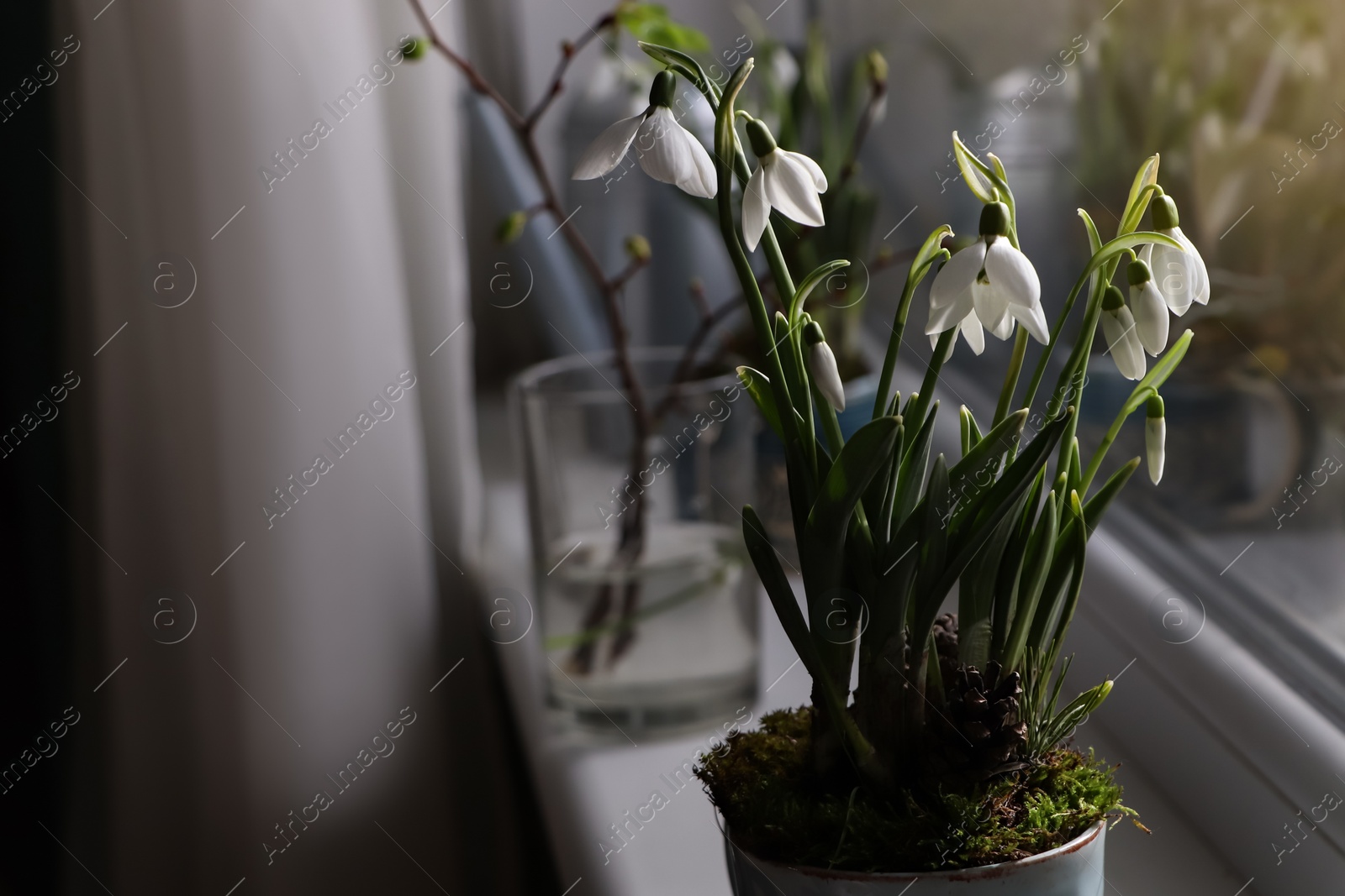 Photo of Blooming snowdrops on window sill indoors, space for text. First spring flowers