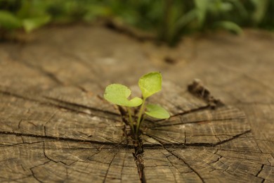 Photo of Young seedling growing from tree stump, closeup. New life concept