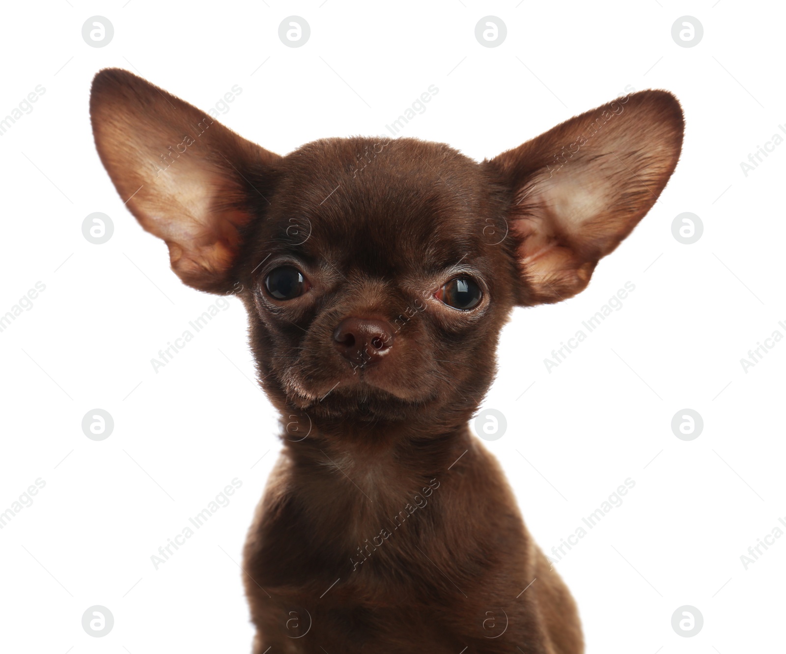 Photo of Cute small Chihuahua dog on white background