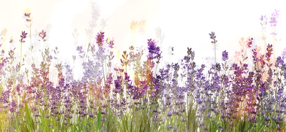 Beautiful lavender flowers on light background. Banner design 