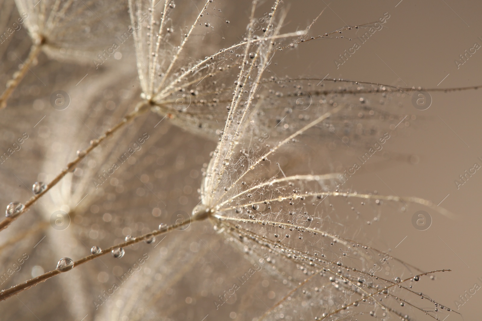 Photo of Dandelion seeds with dew drops on grey background, close up