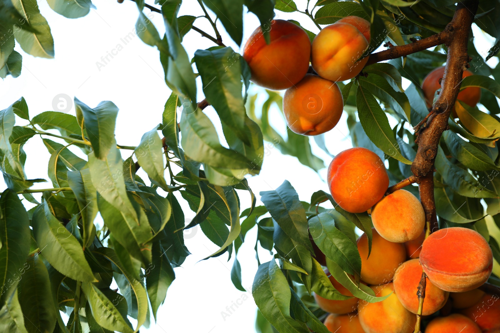 Photo of Fresh ripe peaches on tree in garden