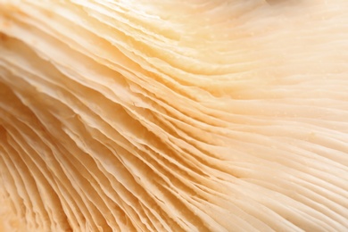 Photo of Delicious organic oyster mushroom as background, closeup