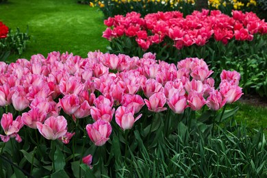 Park with variety of beautiful tulip flowers. Spring season