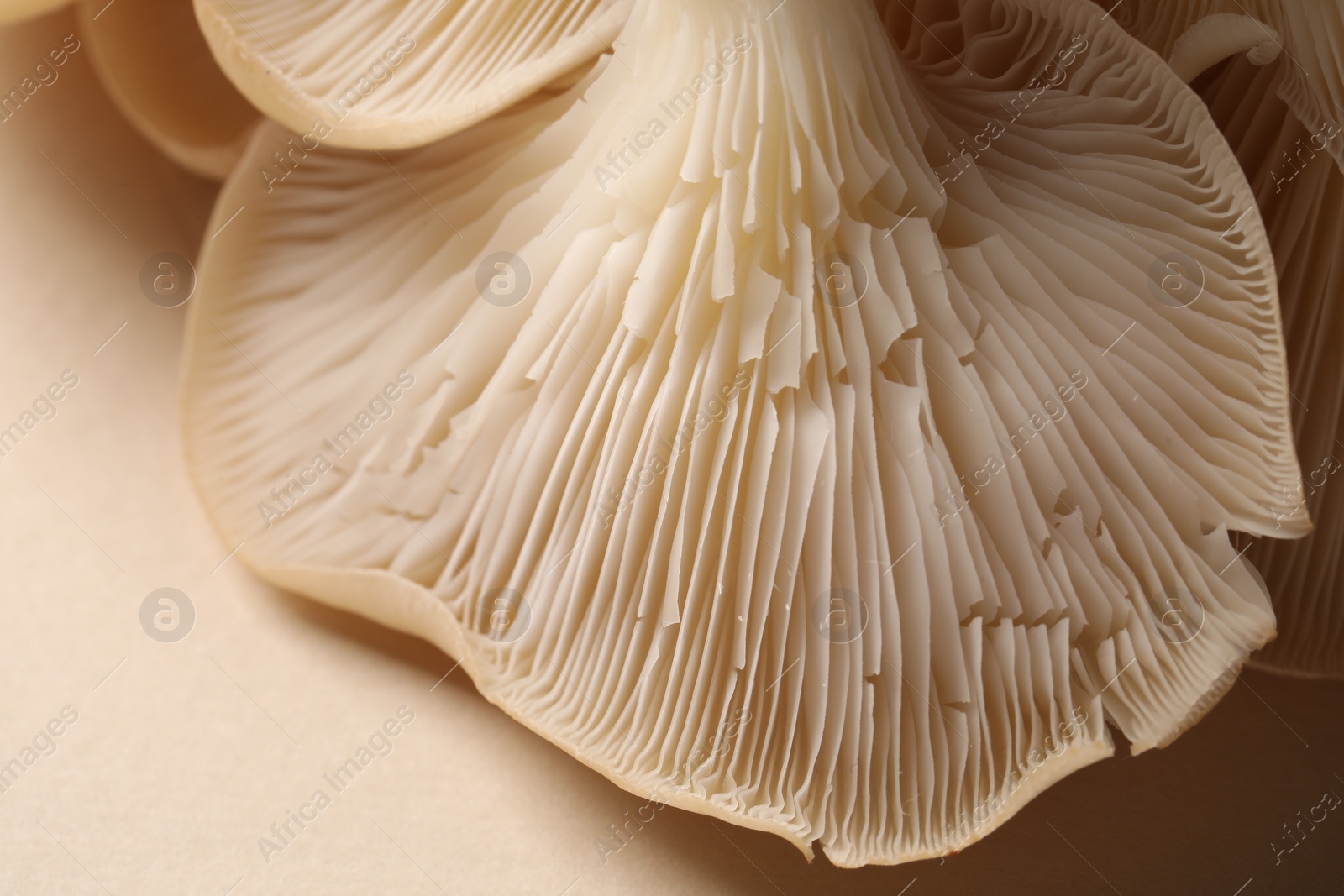 Photo of Fresh oyster mushrooms on beige background, macro view