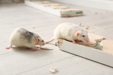 Photo of White rats gnawing baseboard indoors. Pest control