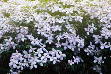 Photo of Beautiful blooming clematis mountain plant outdoors on sunny day