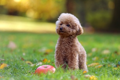 Photo of Cute Maltipoo dog and pumpkin on green grass in autumn park