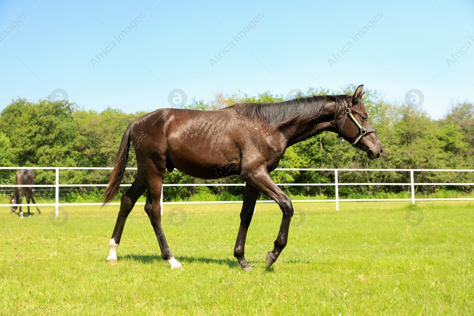 Photo of Dark bay horse in paddock on sunny day. Beautiful pet