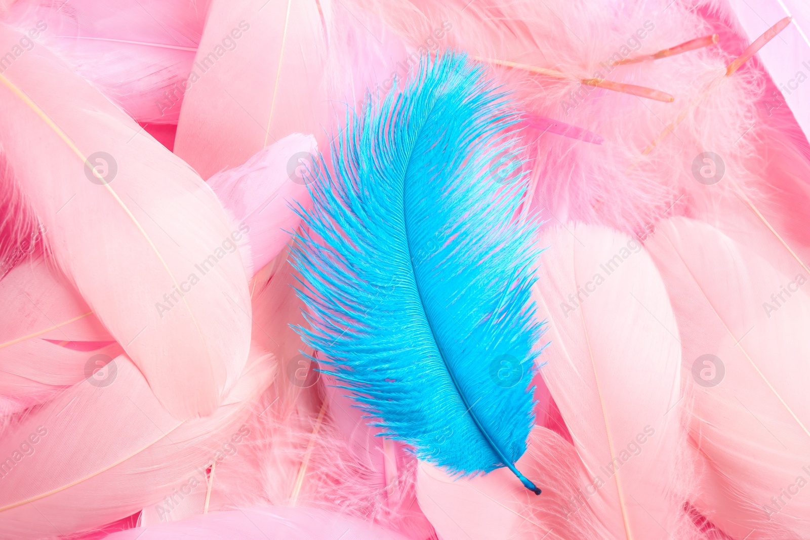 Photo of Many different fluffy bright feathers, closeup view