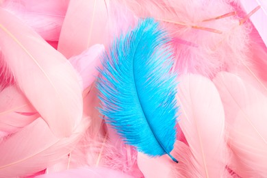 Photo of Many different fluffy bright feathers, closeup view