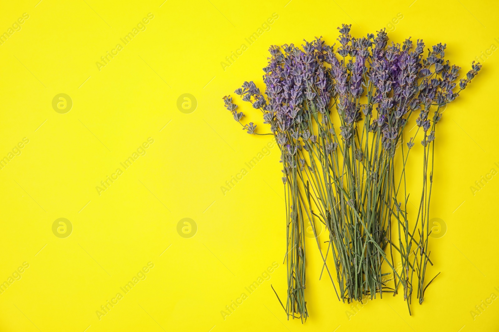 Photo of Lavender flowers on color background, top view