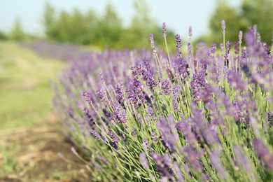 Photo of Beautiful blooming lavender growing in field on sunny day, space for text