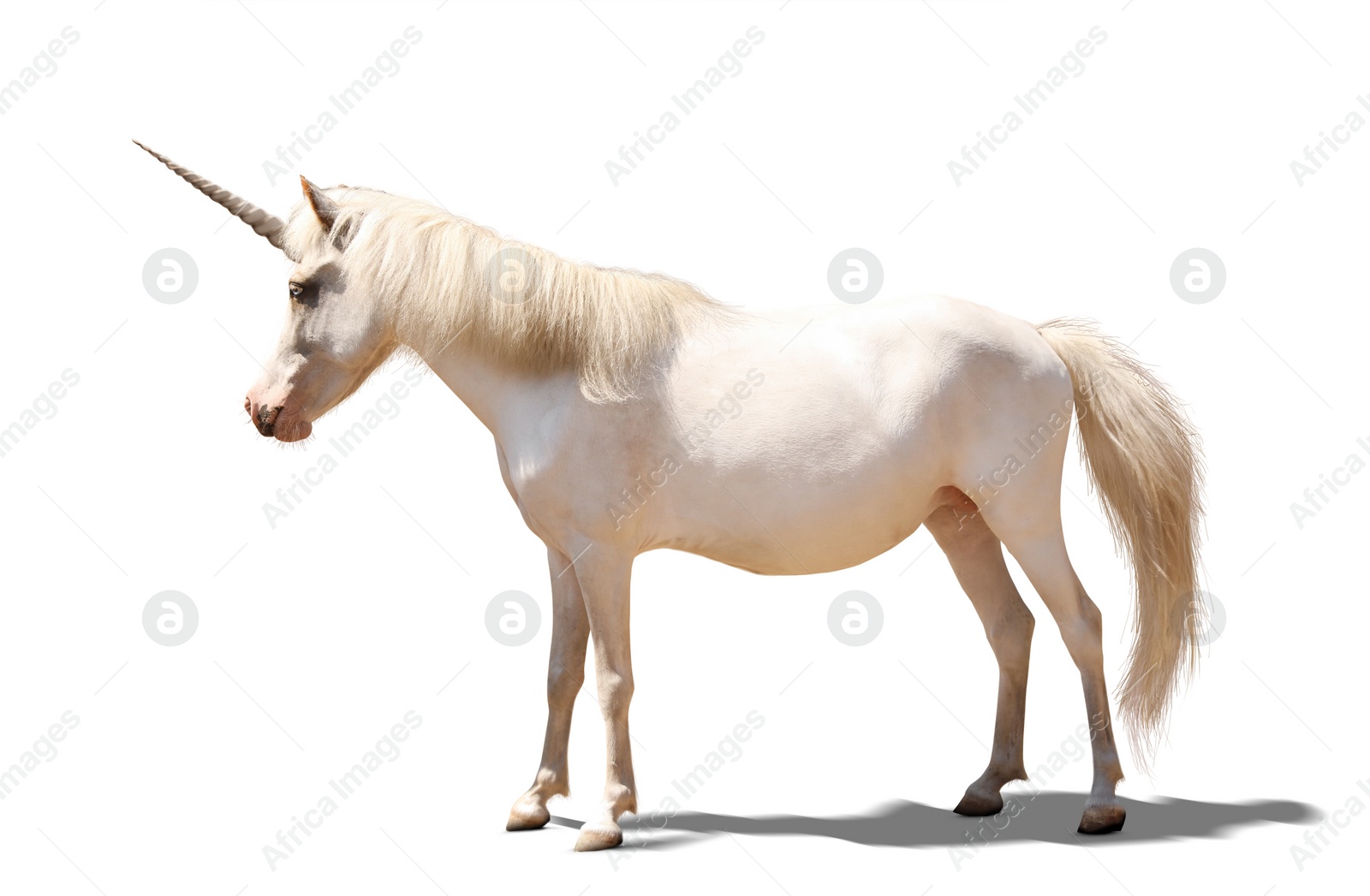 Image of Amazing unicorn with beautiful mane on white background