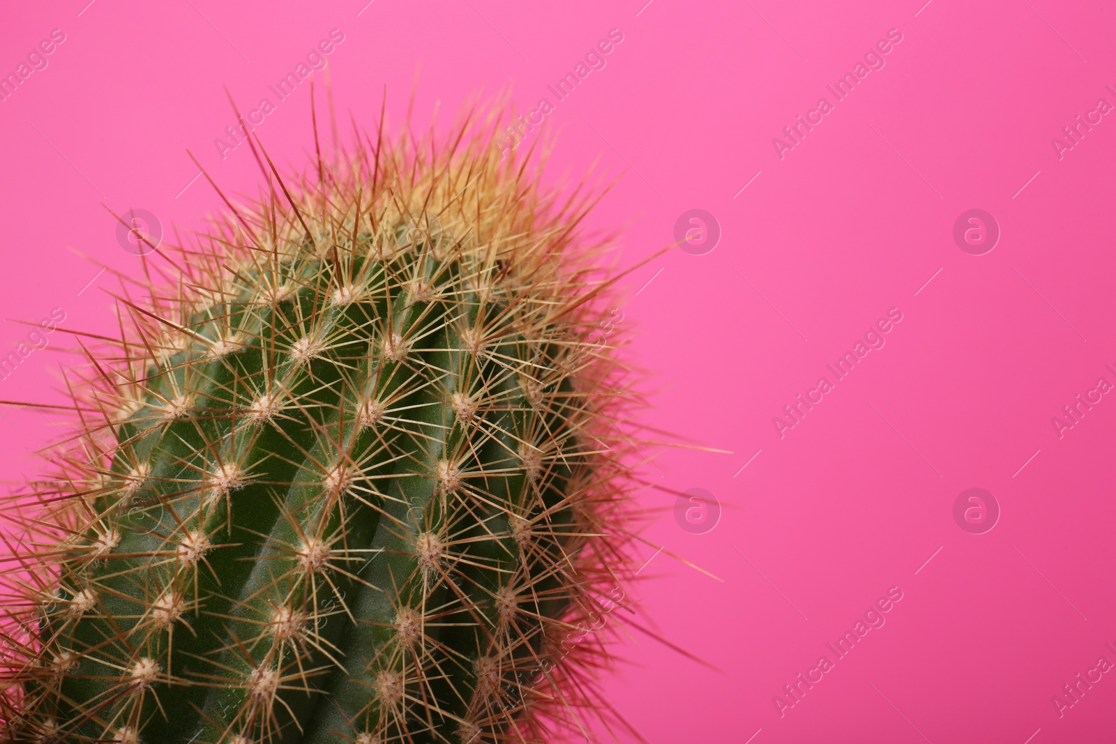 Photo of Beautiful green cactus on pink background, closeup with space for text. Tropical plant