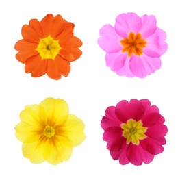 Image of Set with different beautiful primula (primrose) flowers on white background. Spring blossom