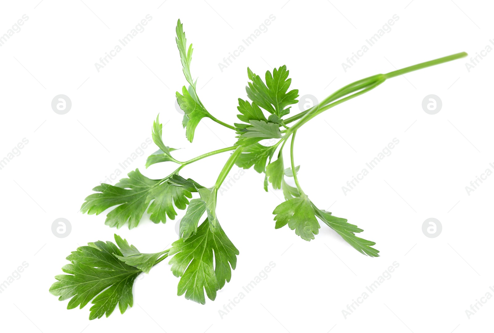 Photo of Aromatic fresh green parsley isolated on white